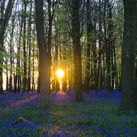 Buy canvas prints of  That Magic Moment in the Bluebell wood by Elizabeth Debenham