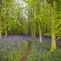 Buy canvas prints of  All is Quiet in Bluebell Heaven by Elizabeth Debenham