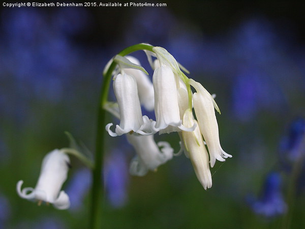 One white English Bluebell ; Standing out from the Picture Board by Elizabeth Debenham