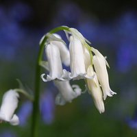 Buy canvas prints of One white English Bluebell ; Standing out from the by Elizabeth Debenham