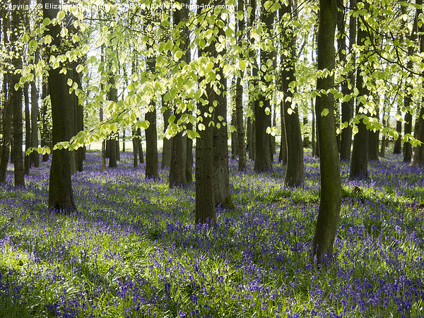 Ancient Woodland Bluebells in Late April Picture Board by Elizabeth Debenham
