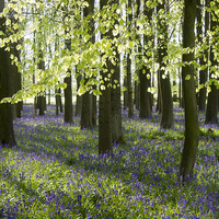 Buy canvas prints of Ancient Woodland Bluebells in Late April by Elizabeth Debenham