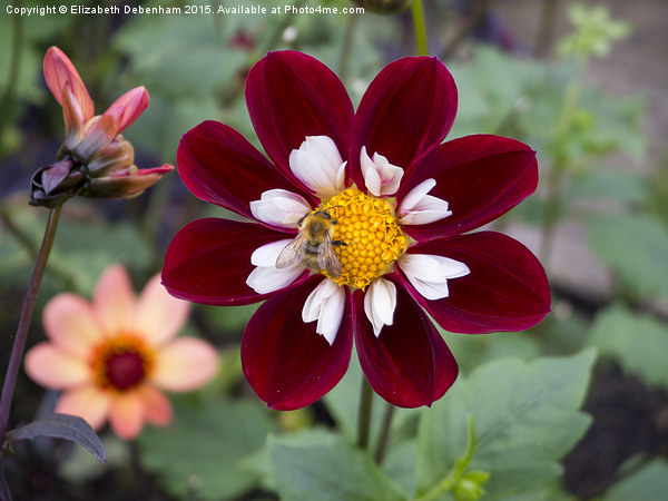  Beautiful carmine dahlia with a bumblebee. Picture Board by Elizabeth Debenham
