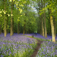 Buy canvas prints of  Pathway through a Wood full of Bluebells by Elizabeth Debenham