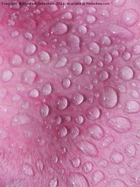Raindrops on a Pink Rose Petal Picture Board by Elizabeth Debenham