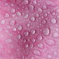 Buy canvas prints of Raindrops on a Pink Rose Petal by Elizabeth Debenham