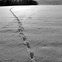 Buy canvas prints of Footprints in the Snow by Elizabeth Debenham