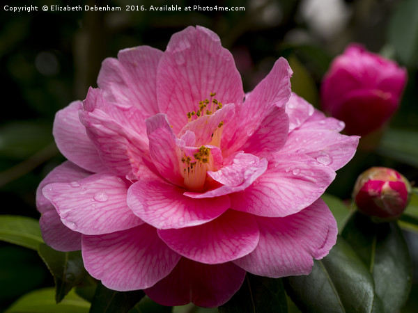 Pink Camellia, Donation Picture Board by Elizabeth Debenham