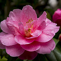 Buy canvas prints of Pink Camellia, Donation by Elizabeth Debenham
