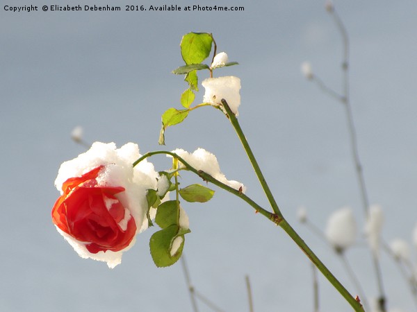 A Red Rose in the Snow Picture Board by Elizabeth Debenham