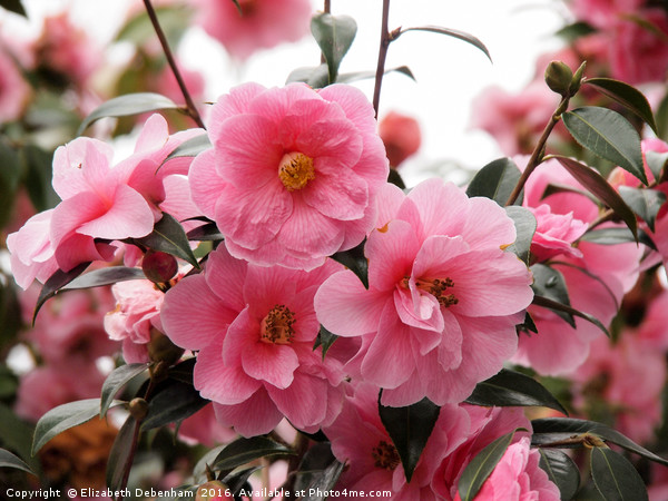 Beautiful Pink Camellia in Full Bloom Picture Board by Elizabeth Debenham
