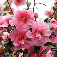 Buy canvas prints of Beautiful Pink Camellia in Full Bloom by Elizabeth Debenham