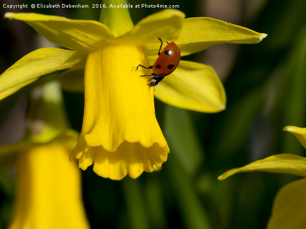 7 spot Ladybird on Daffodil "Tete a tete". Picture Board by Elizabeth Debenham