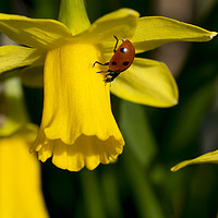Buy canvas prints of 7 spot Ladybird on Daffodil "Tete a tete". by Elizabeth Debenham