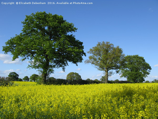 Green Oaks and Yellow Oilseed rape in full bloom Picture Board by Elizabeth Debenham
