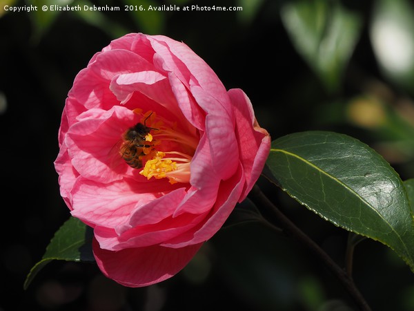 Honey Bee on Camellia Picture Board by Elizabeth Debenham