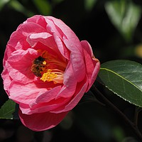 Buy canvas prints of Honey Bee on Camellia by Elizabeth Debenham