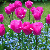 Buy canvas prints of Pink Tulips to attention. by Elizabeth Debenham