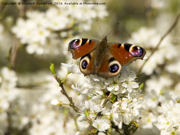 Blackthorn Blossom with Peacock Butterfly Picture Board by Elizabeth Debenham