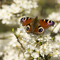 Buy canvas prints of Blackthorn Blossom with Peacock Butterfly by Elizabeth Debenham