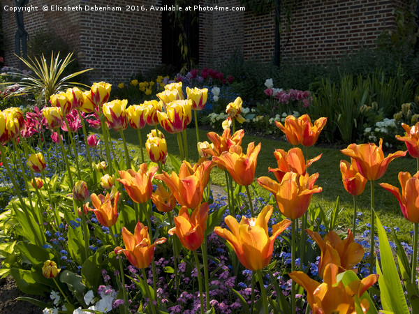 Suncatching Tulips at Chenies Picture Board by Elizabeth Debenham