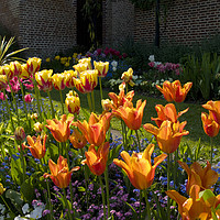 Buy canvas prints of Suncatching Tulips at Chenies by Elizabeth Debenham