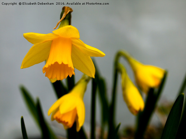 Just Daffodils Picture Board by Elizabeth Debenham