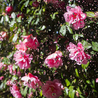 Buy canvas prints of Camellia Shower by Elizabeth Debenham