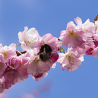 Buy canvas prints of Bumblebee in Spring Prunus Blossom by Elizabeth Debenham