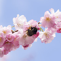 Buy canvas prints of Spring Blossom with Bumblebee by Elizabeth Debenham