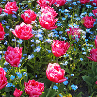 Buy canvas prints of Pink Tulips and Blue Forget me Nots by Elizabeth Debenham