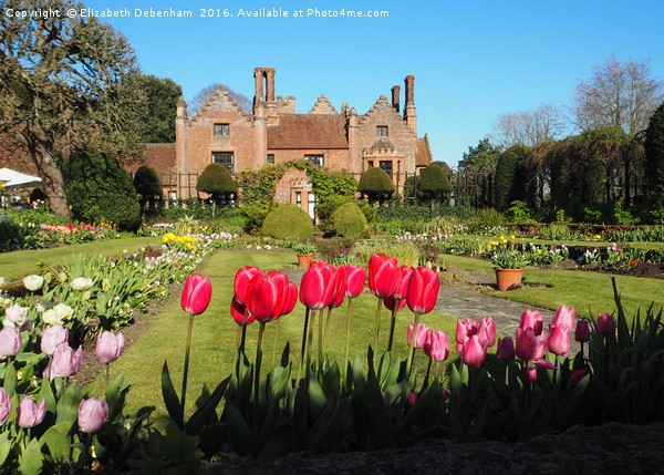 Spring Tulips at Chenies Manor Sunken Garden Picture Board by Elizabeth Debenham