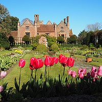 Buy canvas prints of Spring Tulips at Chenies Manor Sunken Garden by Elizabeth Debenham