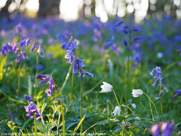 Woodland Flowers in April Picture Board by Elizabeth Debenham