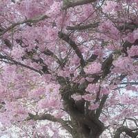 Buy canvas prints of Cherry Blossom Haze by Elizabeth Debenham