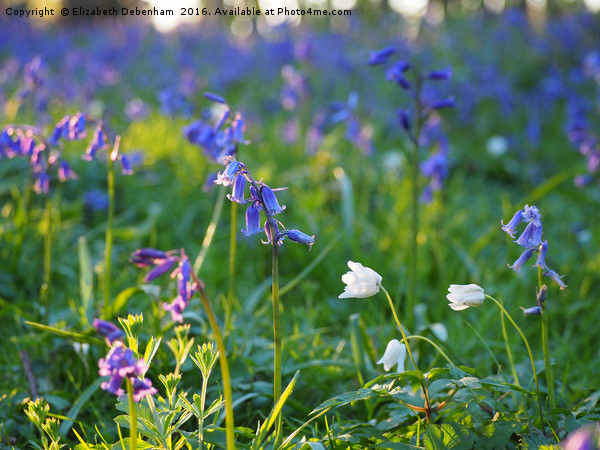 Windflowers and bluebells in evening sunlight  Picture Board by Elizabeth Debenham