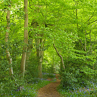 Buy canvas prints of Portrait of a Leafy Glade in Spring by Elizabeth Debenham