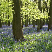 Buy canvas prints of  Bluebells With Shimmering Beech Leaves by Elizabeth Debenham