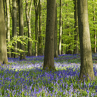 Buy canvas prints of Bluebell Woodland in Bright Sunshine by Elizabeth Debenham