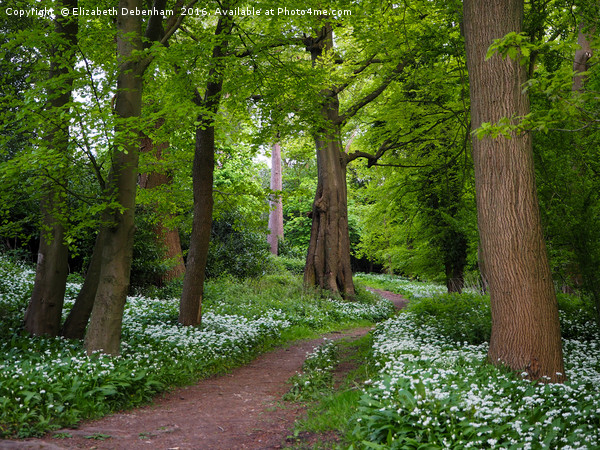 Woodland Path through a Carpet of Wild Garlic Picture Board by Elizabeth Debenham