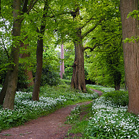 Buy canvas prints of Woodland Path through a Carpet of Wild Garlic by Elizabeth Debenham