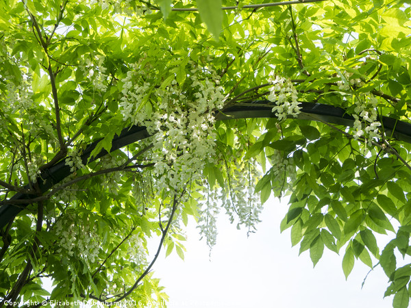 June canopy of wisteria sinensis 'Alba' at Chenies Picture Board by Elizabeth Debenham