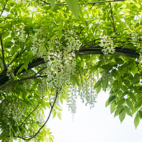 Buy canvas prints of June canopy of wisteria sinensis 'Alba' at Chenies by Elizabeth Debenham