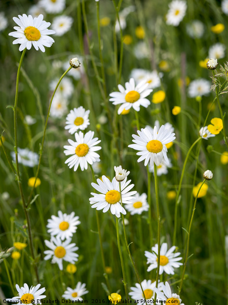 Ox-Eye Daisies and Buttercups in the Verge Picture Board by Elizabeth Debenham
