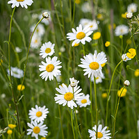 Buy canvas prints of Ox-Eye Daisies and Buttercups in the Verge by Elizabeth Debenham