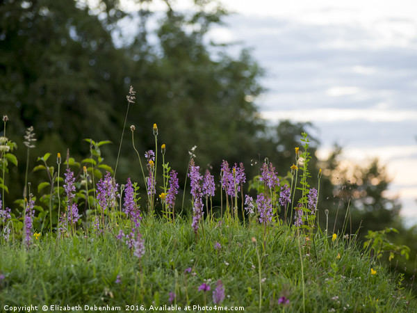Fragrant Orchids at Dusk in the Chilterns Picture Board by Elizabeth Debenham