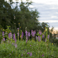 Buy canvas prints of Fragrant Orchids at Dusk in the Chilterns by Elizabeth Debenham
