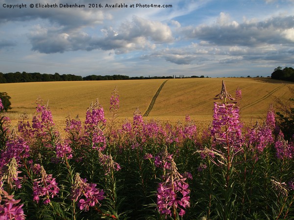 Rosebay Willowherb by a cornfield Picture Board by Elizabeth Debenham