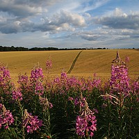 Buy canvas prints of Rosebay Willowherb by a cornfield by Elizabeth Debenham