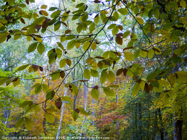 Beech leaf curtain in autumn. Picture Board by Elizabeth Debenham